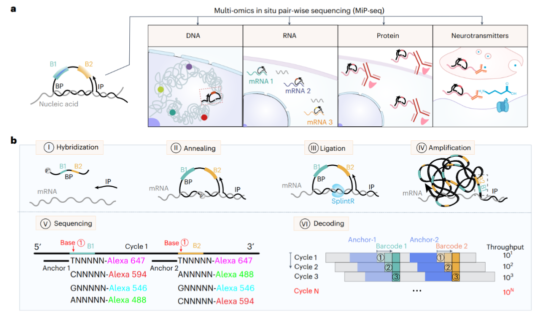 Nature Biomedical Engineering|beat365手机版官网团队合作开发新型空间组学技术MiP-seq