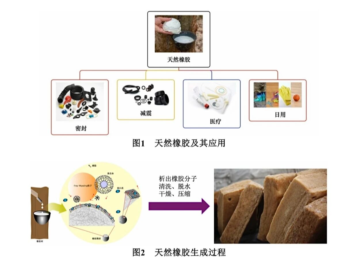 破解橡胶的弹性密码!beat365大二学子在《大学化学》发表科普实验论文