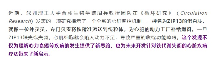 铁少了,心真会“虚”,周兵教授团队揭示心脏能量枯竭的幕后推手