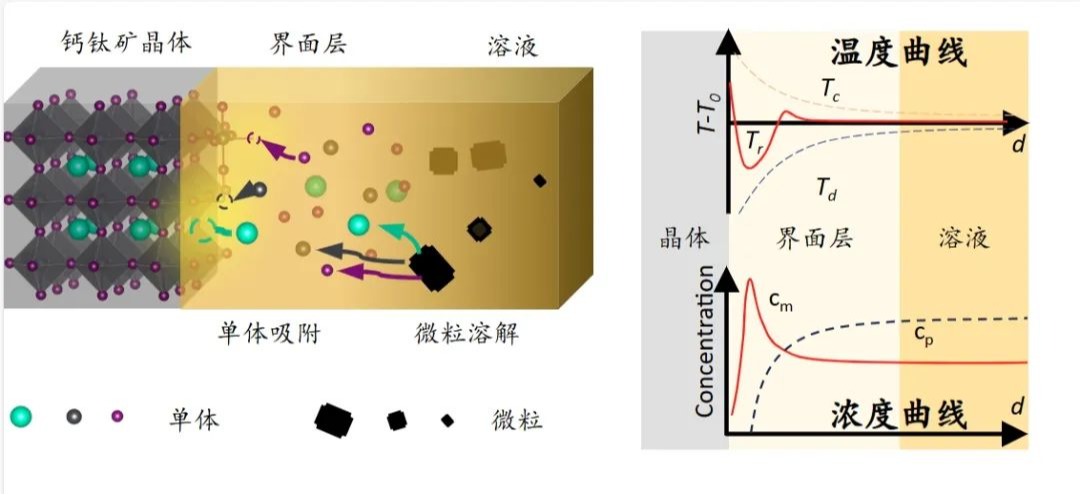 Nature Synthesis丨自调控晶面“冷保护层”助力高质量钙钛矿晶体生长