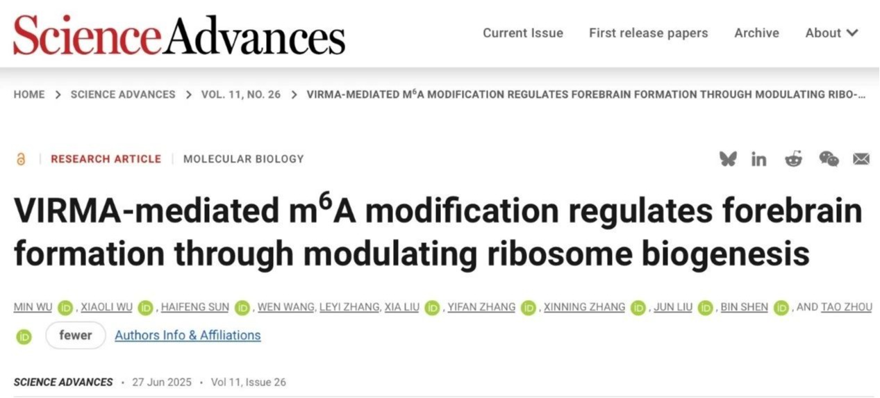 Science Advances | beat365手机版官网周涛团队合作揭示RNA m6A调控核糖体生成通路参与大脑发育的新机制
